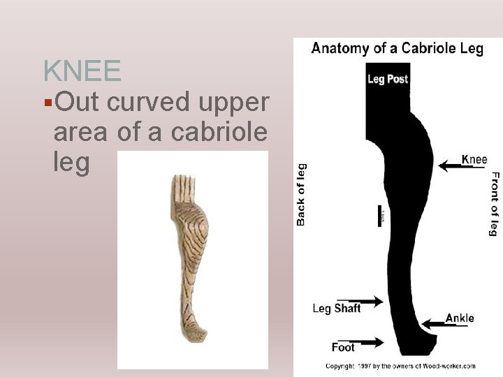KNEE §Out curved upper area of a cabriole leg 