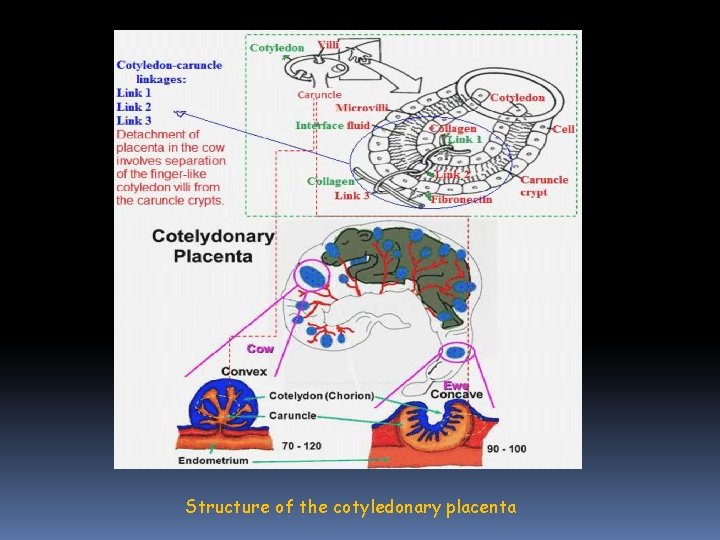 Structure of the cotyledonary placenta 