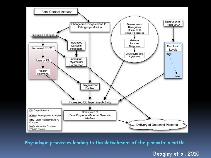Physiologic processes leading to the detachment of the placenta in cattle. Beagley et al.