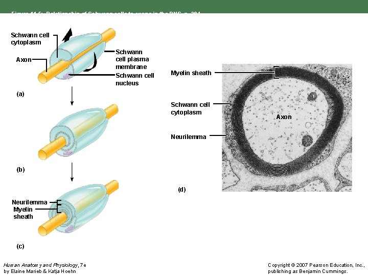 Figure 11. 5: Relationship of Schwann cells to axons in the PNS, p. 394.