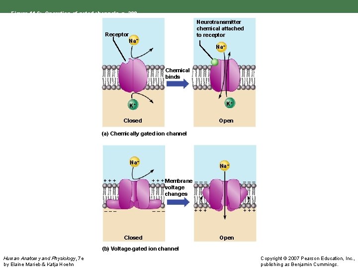Figure 11. 6: Operation of gated channels, p. 398. Neurotransmitter chemical attached to receptor