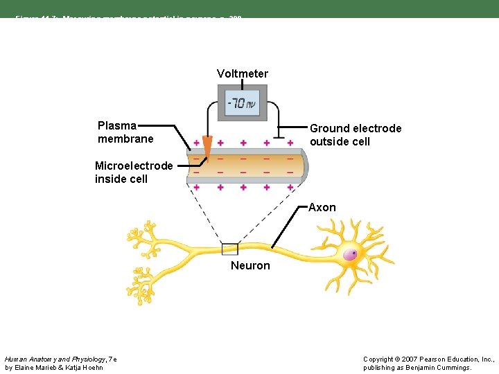 Figure 11. 7: Measuring membrane potential in neurons, p. 399. Voltmeter Plasma membrane Ground