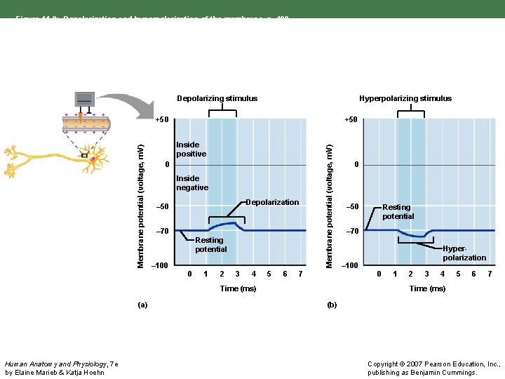 Figure 11. 9: Depolarization and hyperpolarization of the membrane, p. 400. Depolarizing stimulus Hyperpolarizing