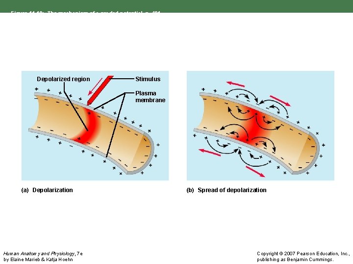 Figure 11. 10: The mechanism of a graded potential, p. 401. Depolarized region Stimulus