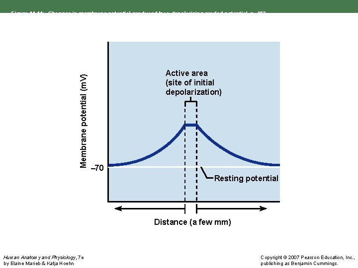Membrane potential (m. V) Figure 11. 11: Changes in membrane potential produced by a