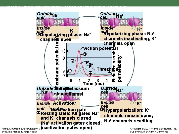 Figure 11. 12: Phases of the action potential and the role of voltage-gated ion