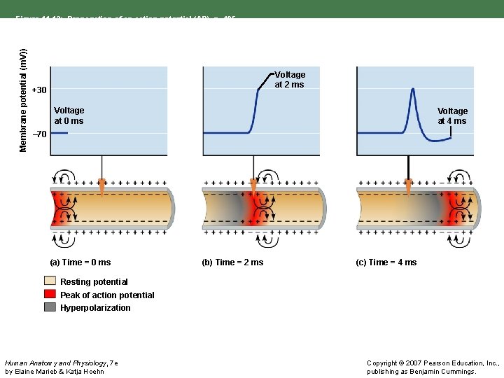 Membrane potential (m. V)) Figure 11. 13: Propagation of an action potential (AP), p.
