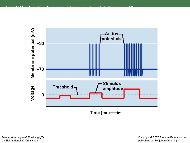 Voltage Membrane potential (m. V) Figure 11. 14: Relationship between stimulus strength and action