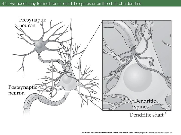 4. 2 Synapses may form either on dendritic spines or on the shaft of
