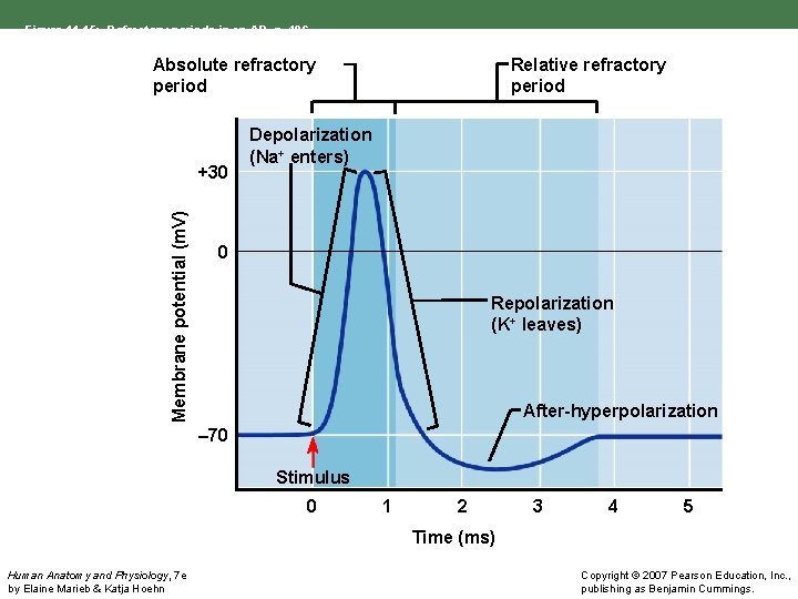Figure 11. 15: Refractory periods in an AP, p. 406. Absolute refractory period Membrane