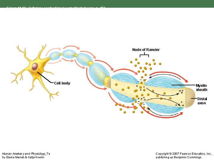 Figure 11. 16: Saltatory conduction in a myelinated axon, p. 407. Node of Ranvier