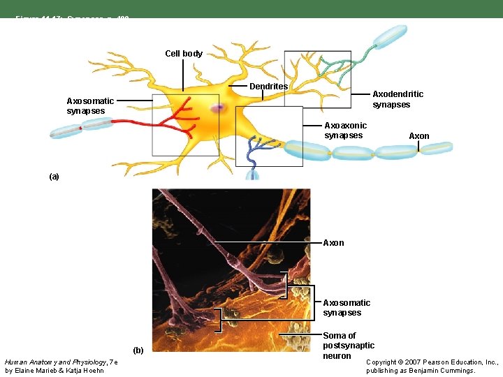 Figure 11. 17: Synapses, p. 409. Cell body Dendrites Axodendritic synapses Axosomatic synapses Axoaxonic