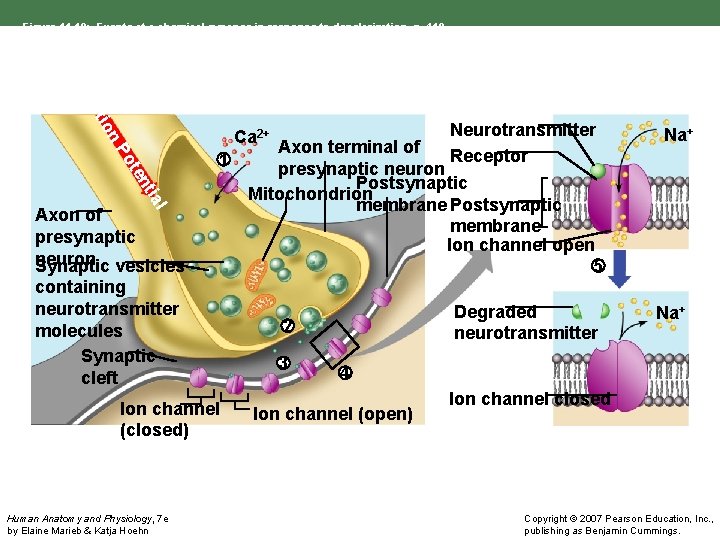 Figure 11. 18: Events at a chemical synapse in response to depolarization, p. 410.