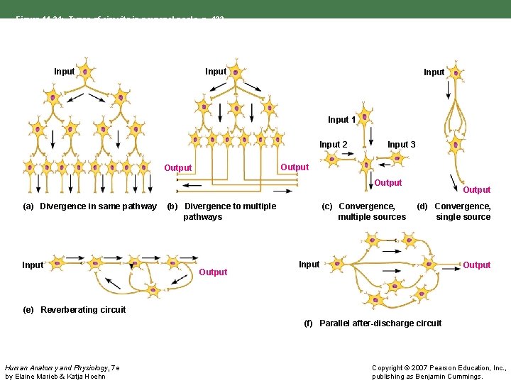 Figure 11. 24: Types of circuits in neuronal pools, p. 422. Input 1 Input