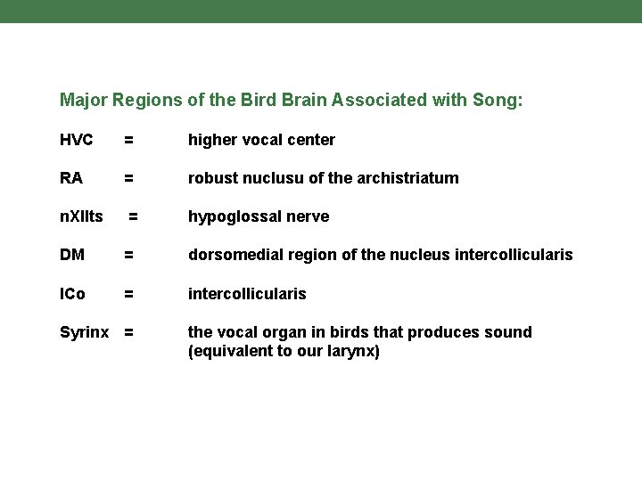 Major Regions of the Bird Brain Associated with Song: HVC = higher vocal center