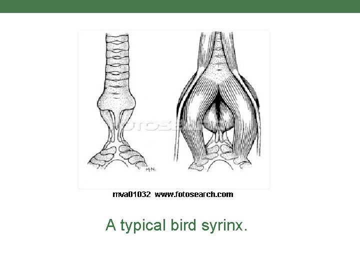 A typical bird syrinx. 