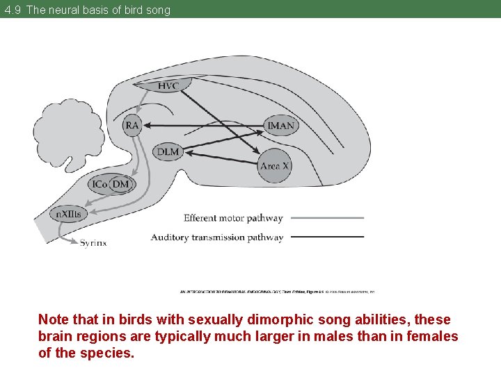 4. 9 The neural basis of bird song Note that in birds with sexually