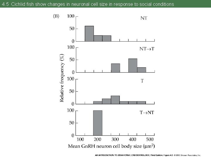 4. 5 Cichlid fish show changes in neuronal cell size in response to social