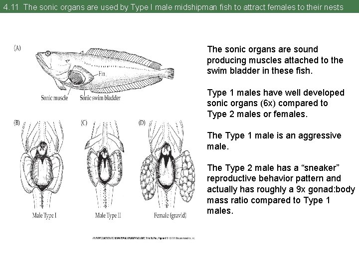 4. 11 The sonic organs are used by Type I male midshipman fish to