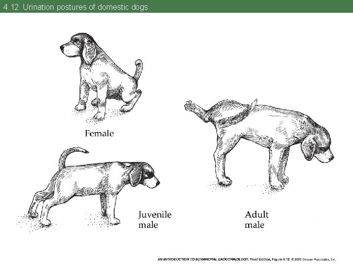 4. 12 Urination postures of domestic dogs 