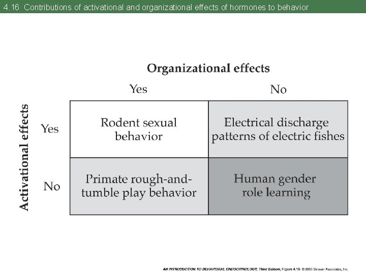 4. 16 Contributions of activational and organizational effects of hormones to behavior 