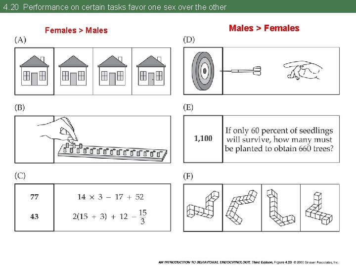 4. 20 Performance on certain tasks favor one sex over the other Females >
