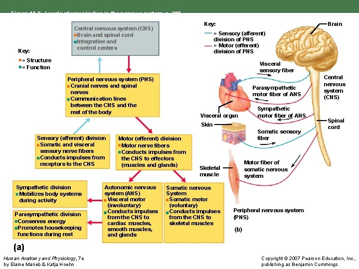 Figure 11. 2: Levels of organization in the nervous system, p. 389. Key: Central
