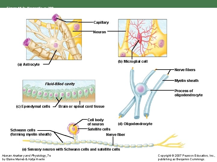Figure 11. 3: Neuroglia, p. 390. Capillary Neuron (b) Microglial cell (a) Astrocyte Nerve