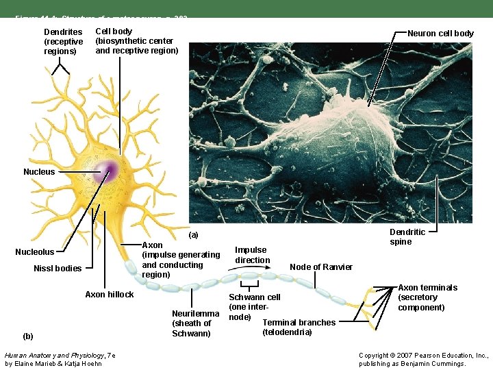 Figure 11. 4: Structure of a motor neuron, p. 392. Dendrites (receptive regions) Cell