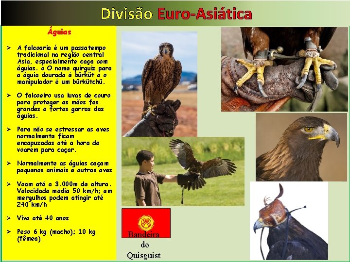 Divisão Euro-Asiática Águias Ø A falcoaria é um passatempo tradicional na região central Ásia,