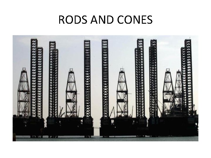 RODS AND CONES 