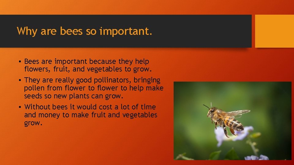 Why are bees so important. • Bees are important because they help flowers, fruit,