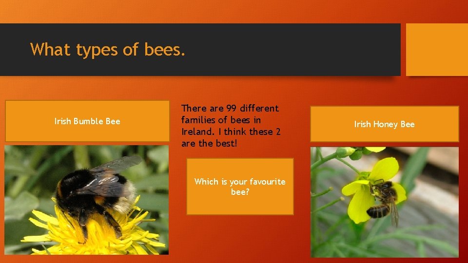 What types of bees. Irish Bumble Bee There are 99 different families of bees