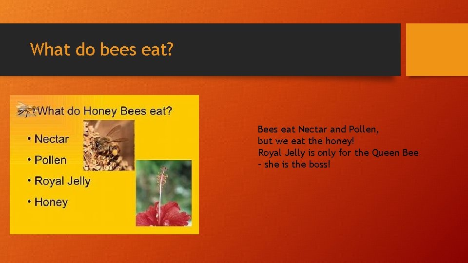 What do bees eat? Bees eat Nectar and Pollen, but we eat the honey!
