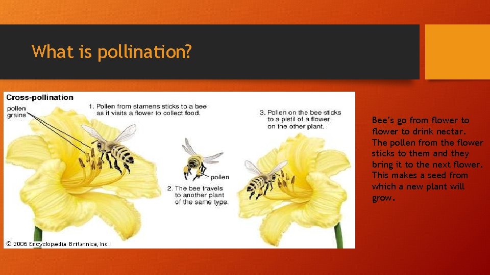 What is pollination? Bee’s go from flower to drink nectar. The pollen from the