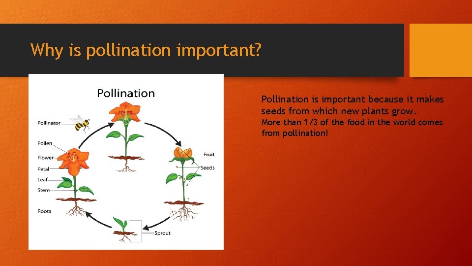 Why is pollination important? Pollination is important because it makes seeds from which new