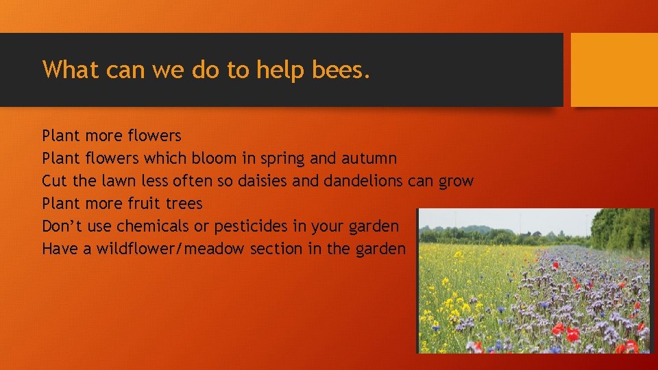 What can we do to help bees. Plant more flowers Plant flowers which bloom