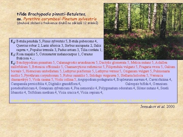 třída Brachypodio pinnati-Betuletea, as. Pyrethro corymbosi-Pinetum sylvestris (druhové složení a frekvence druhů na základě