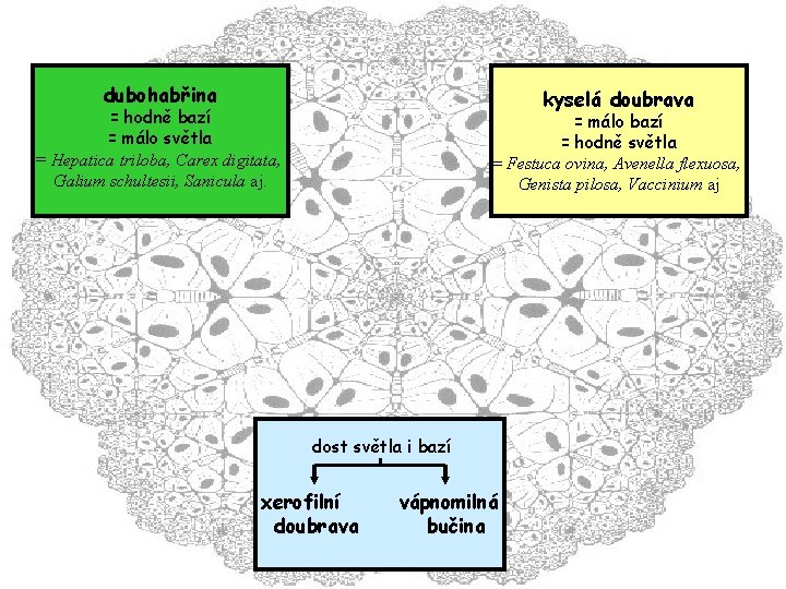 dubohabřina kyselá doubrava = hodně bazí = málo světla = Hepatica triloba, Carex digitata,