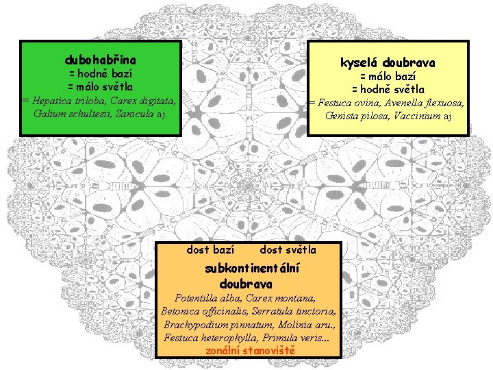 dubohabřina kyselá doubrava = hodně bazí = málo světla = Hepatica triloba, Carex digitata,