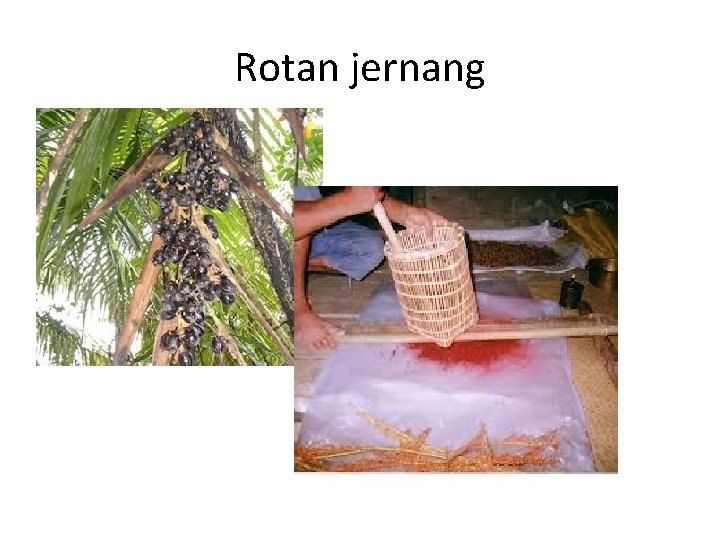 Rotan jernang 