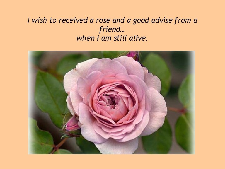 I wish to received a rose and a good advise from a friend… when