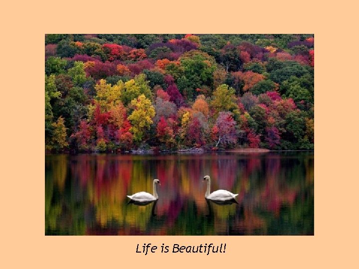 Life is Beautiful! 