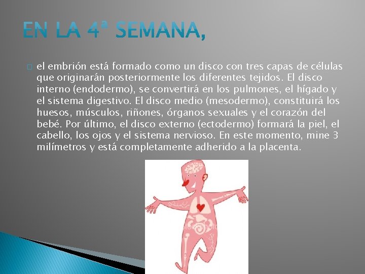 � el embrión está formado como un disco con tres capas de células que