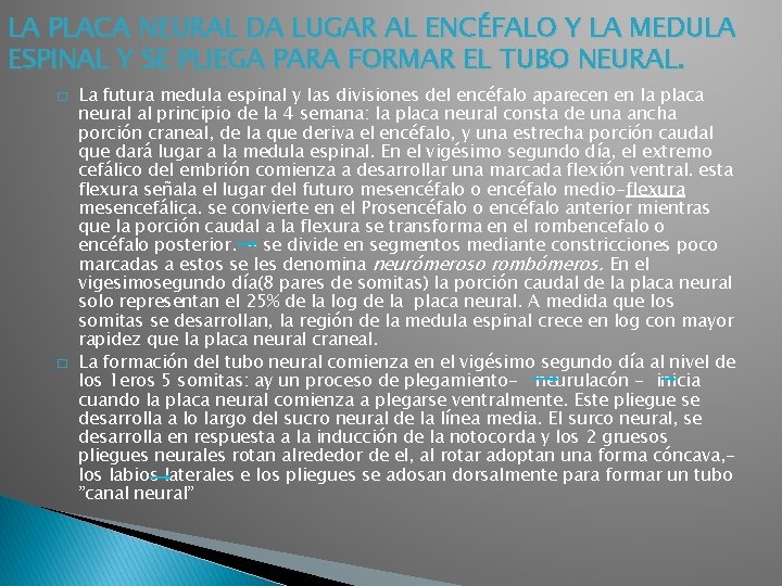 LA PLACA NEURAL DA LUGAR AL ENCÉFALO Y LA MEDULA ESPINAL Y SE PLIEGA