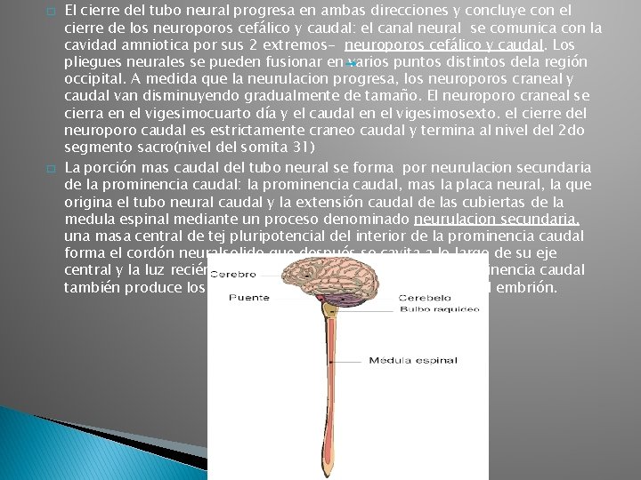 � � El cierre del tubo neural progresa en ambas direcciones y concluye con