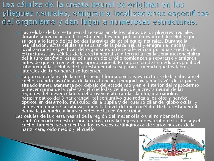 Las células de la cresta neural se originan en los pliegues neurales, emigran a