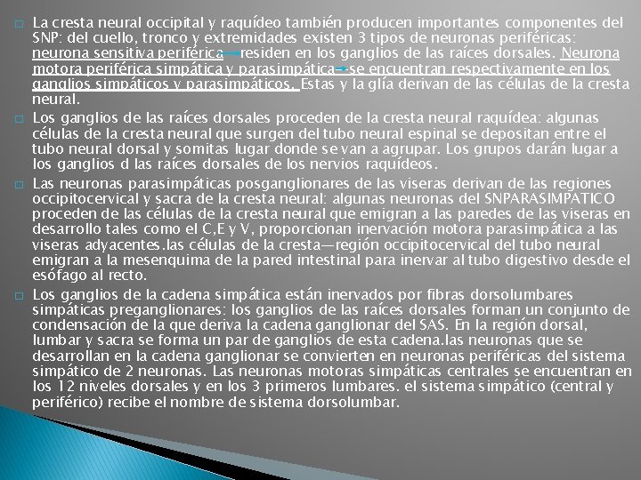 � � La cresta neural occipital y raquídeo también producen importantes componentes del SNP: