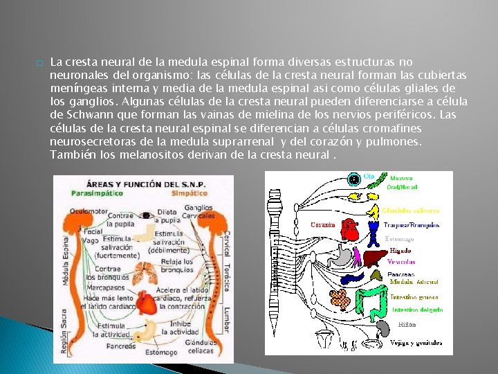 � La cresta neural de la medula espinal forma diversas estructuras no neuronales del