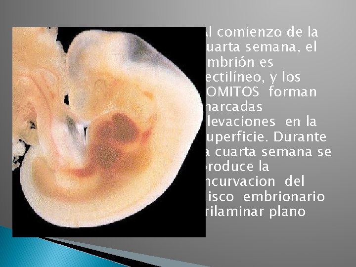 � Al comienzo de la cuarta semana, el embrión es rectilíneo, y los SOMITOS